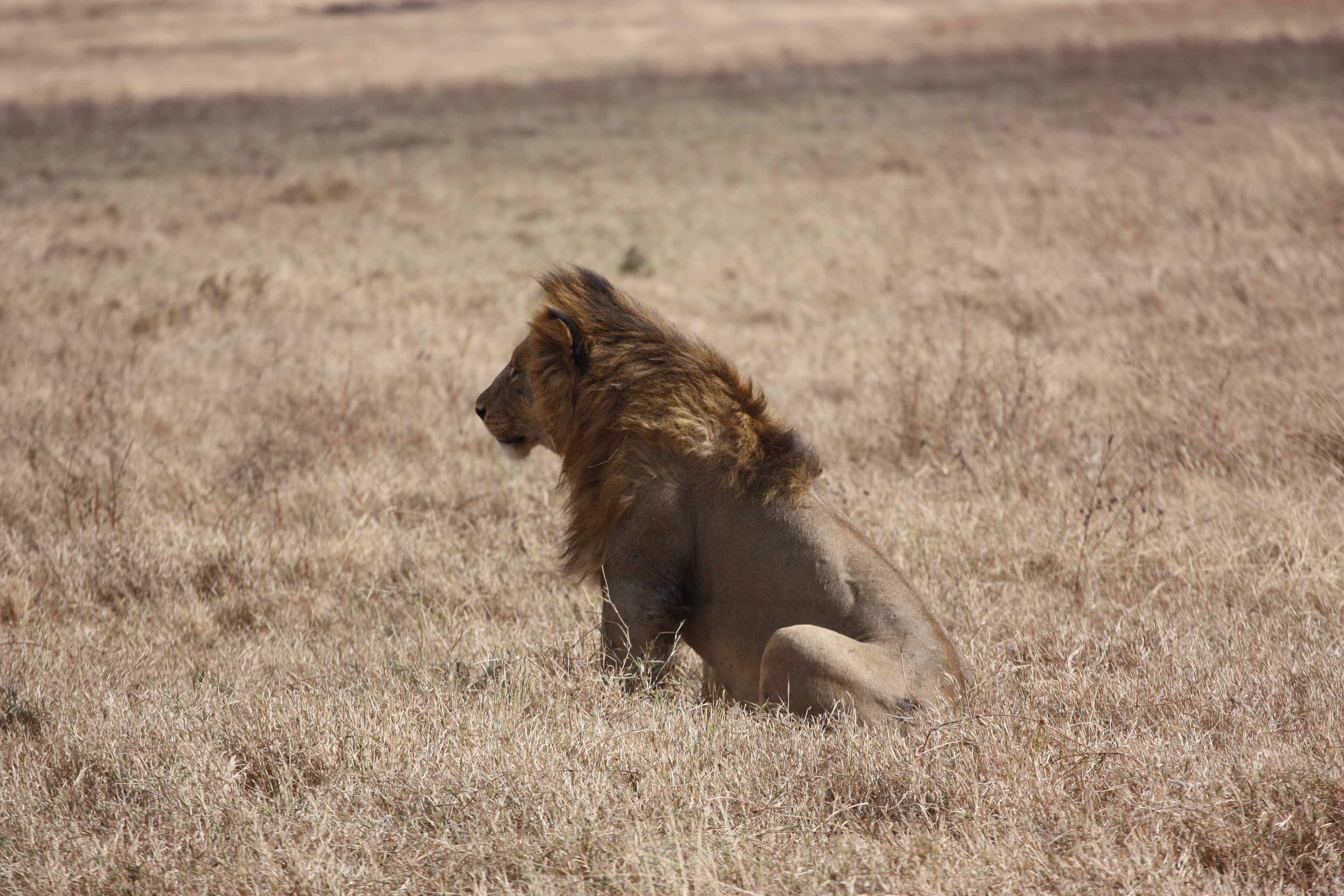 Løve, Ngorongoro, Tanzania