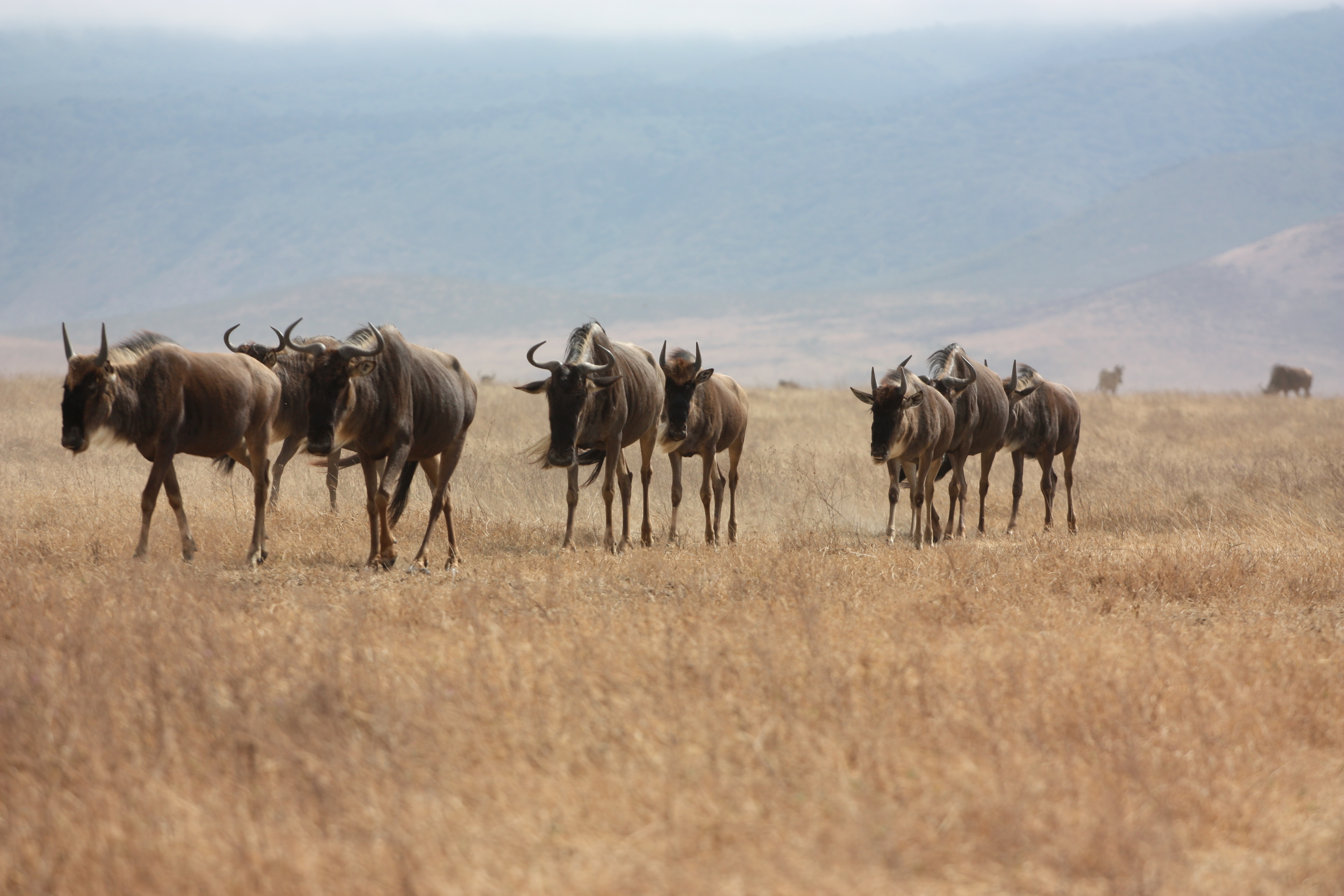 Gnu, Ngorongoro, Tanzania