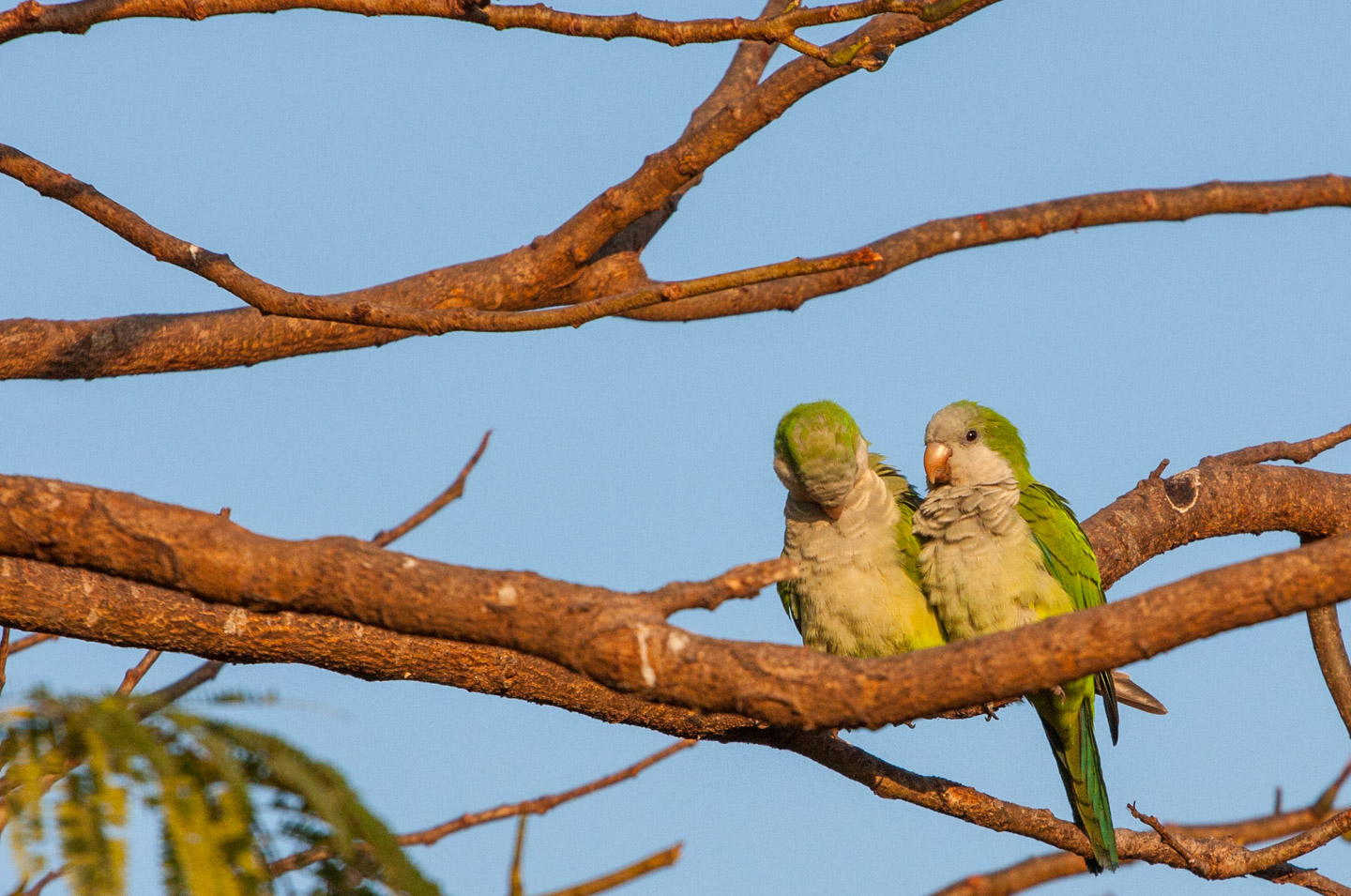 Munkeparakitt, Pantanal