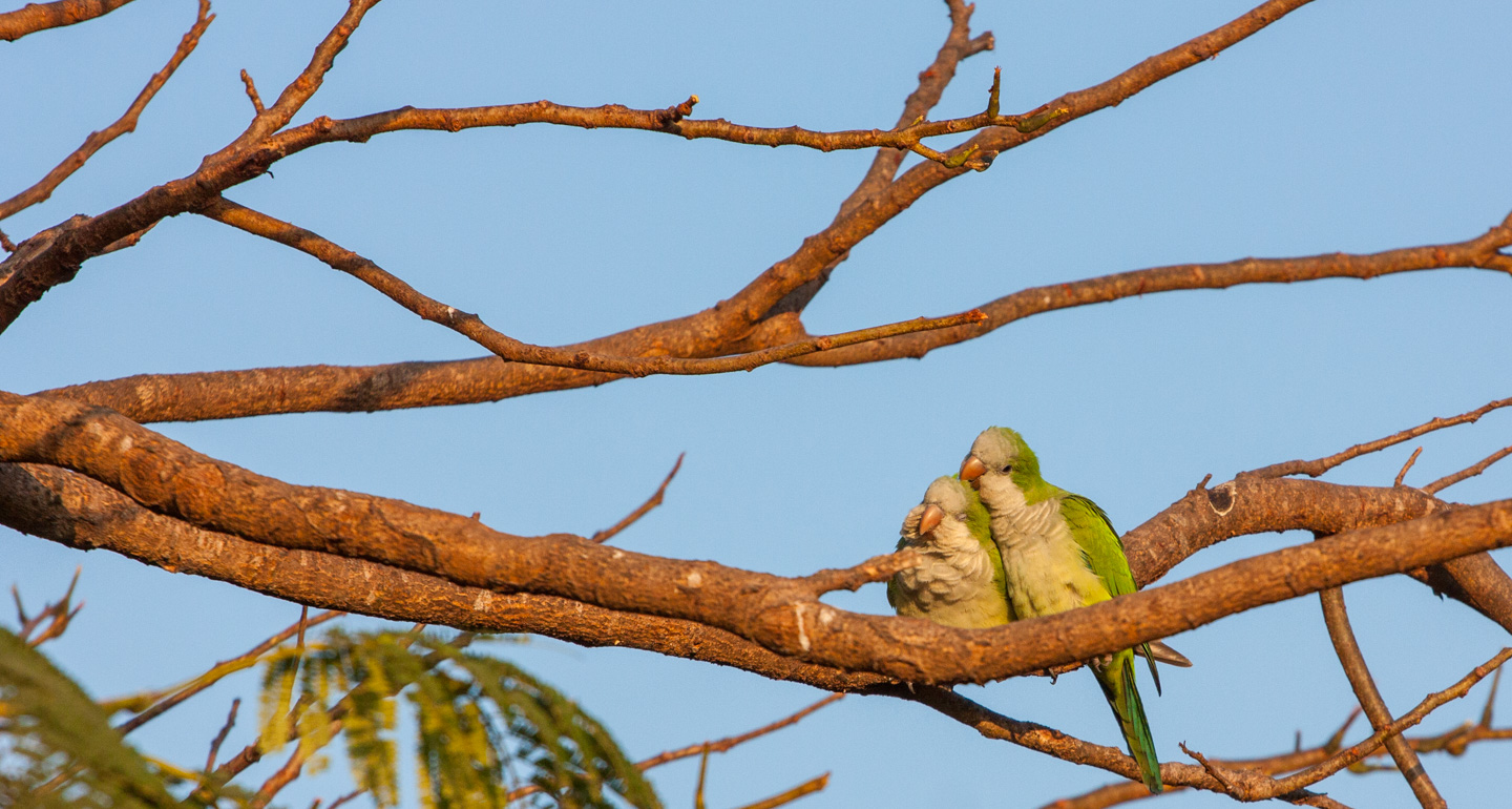 Munkeparakitt, Pantanal